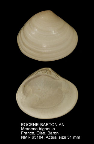 EOCENE-BARTONIAN Meroena trigonula.jpg - EOCENE-BARTONIANMeroena trigonula(Deshayes,1825)